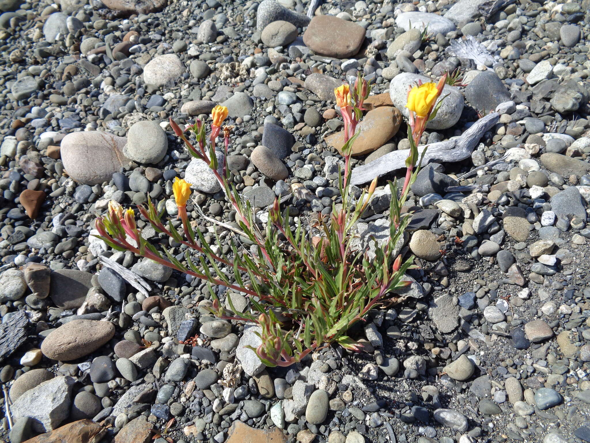 Image of Oenothera magellanica Phil.