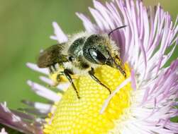 Image of Osmia georgica Cresson 1878