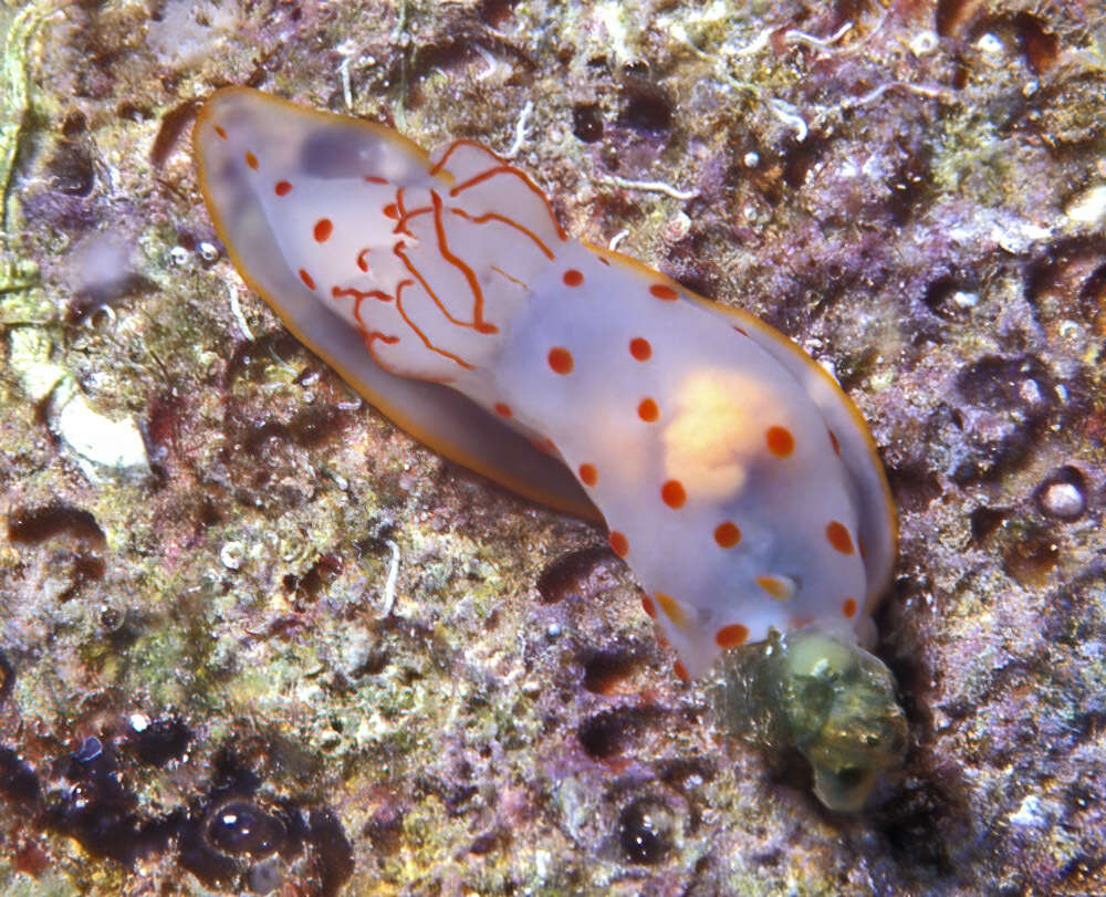 Image of Red spotted transluscent slug