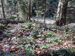 Image of Cardamine glanduligera O. Schwarz