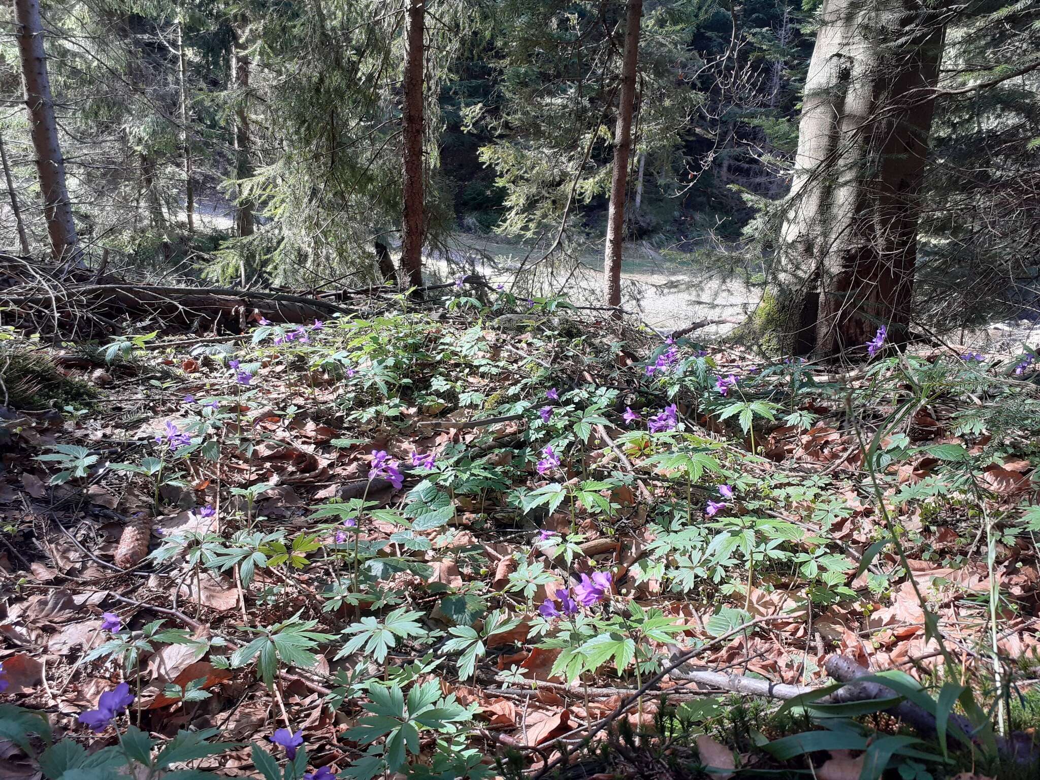 Image of Cardamine glanduligera O. Schwarz