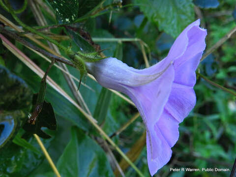 Слика од Ipomoea ficifolia Lindl.