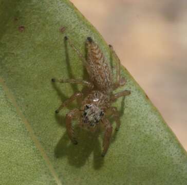 Image of Evarcha longula (Thorell 1881)