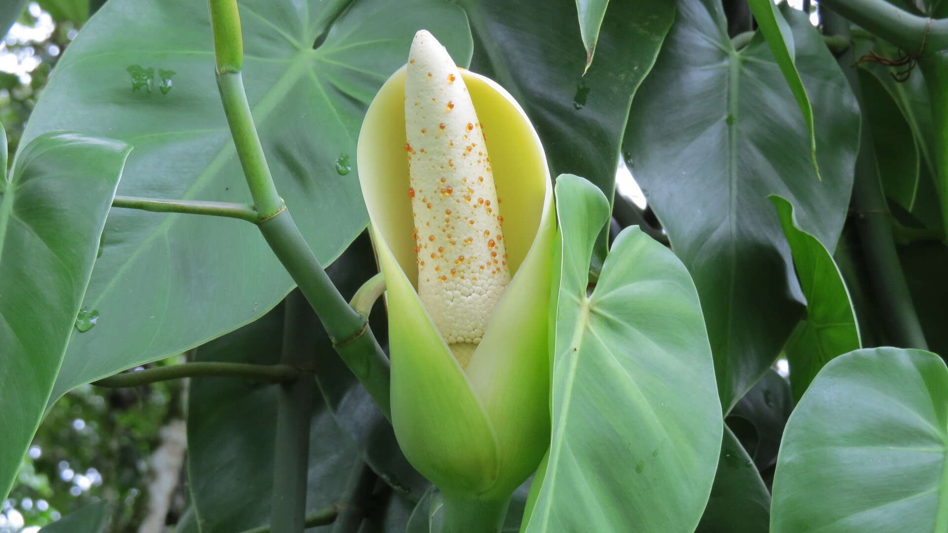 Image of heartleaf philodendron