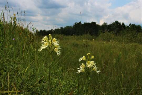 Image of Western prairie fringed orchid