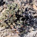 Image of Pelargonium crassicaule L'Her.