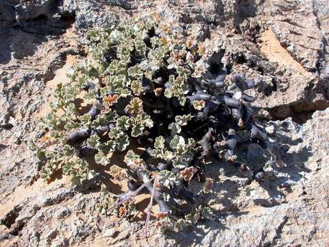 Image of Pelargonium crassicaule L'Her.