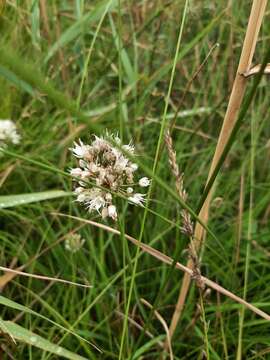 Слика од Allium suaveolens Jacq.