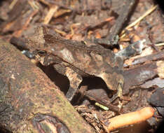 Image of Rhinella castaneotica (Caldwell 1991)