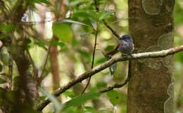 Image of Mascarene Paradise Flycatcher