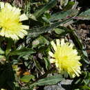 Image of Pilosella lactucella subsp. nana (Scheele) M. Lainz