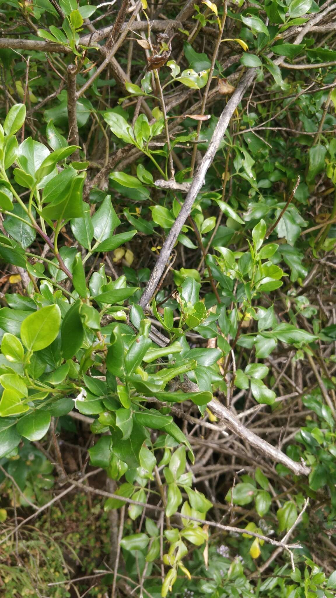 Image of Chrysojasminum odoratissimum (L.) Banfi