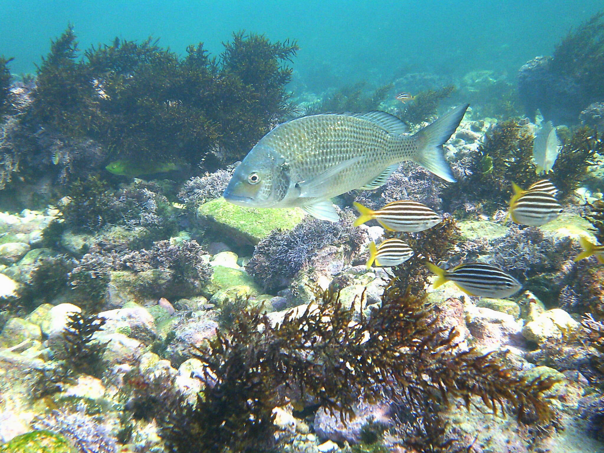 Image of Australian Sea Bream