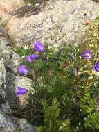 Image of Campanula intercedens Witasek