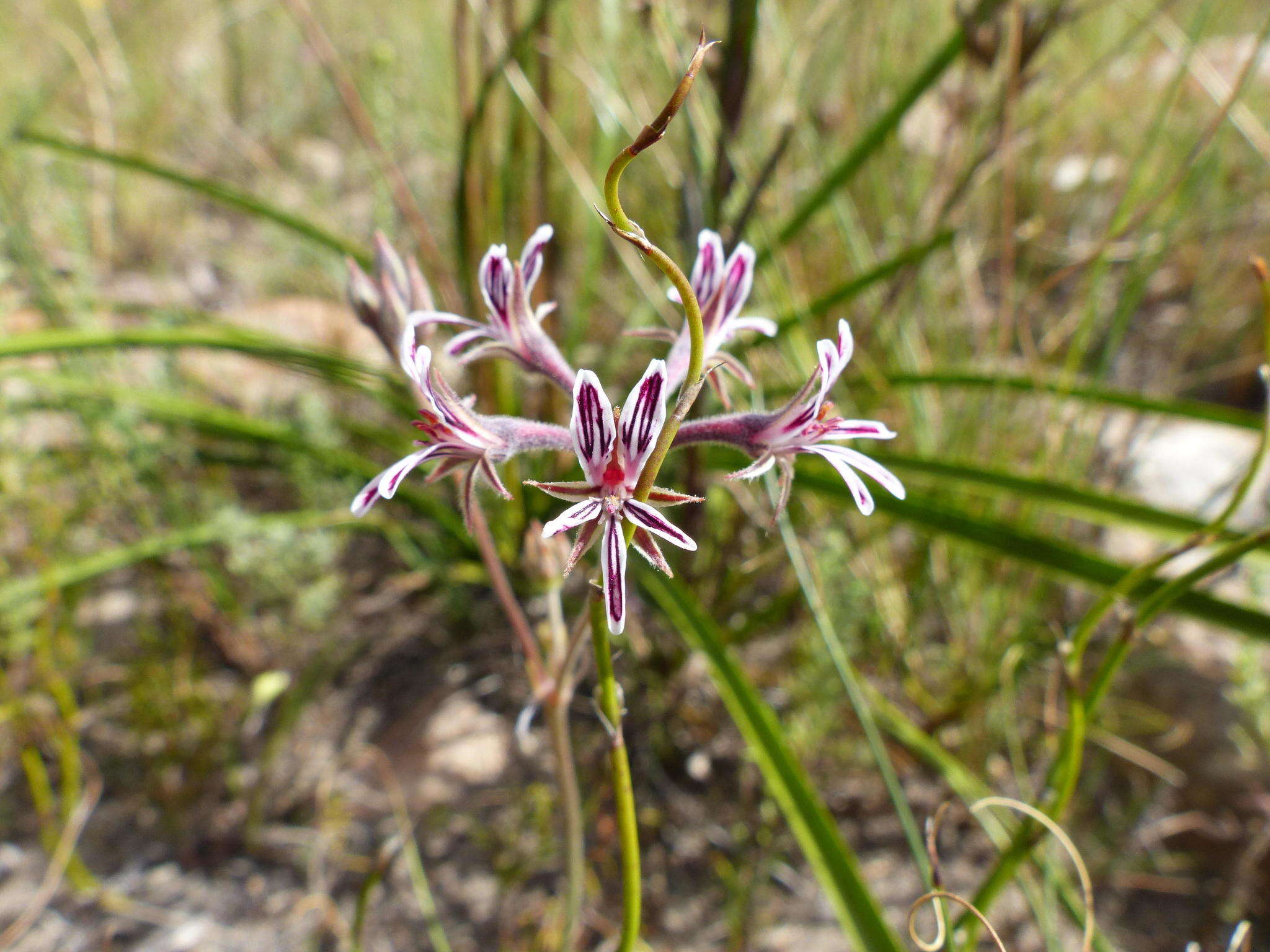 Image of Pelargonium caledonicum L. Bolus