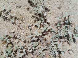 Image de Neurada procumbens L.