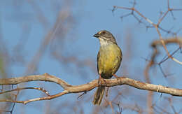 Image de Torreornis Barbour, Peters & JL 1927