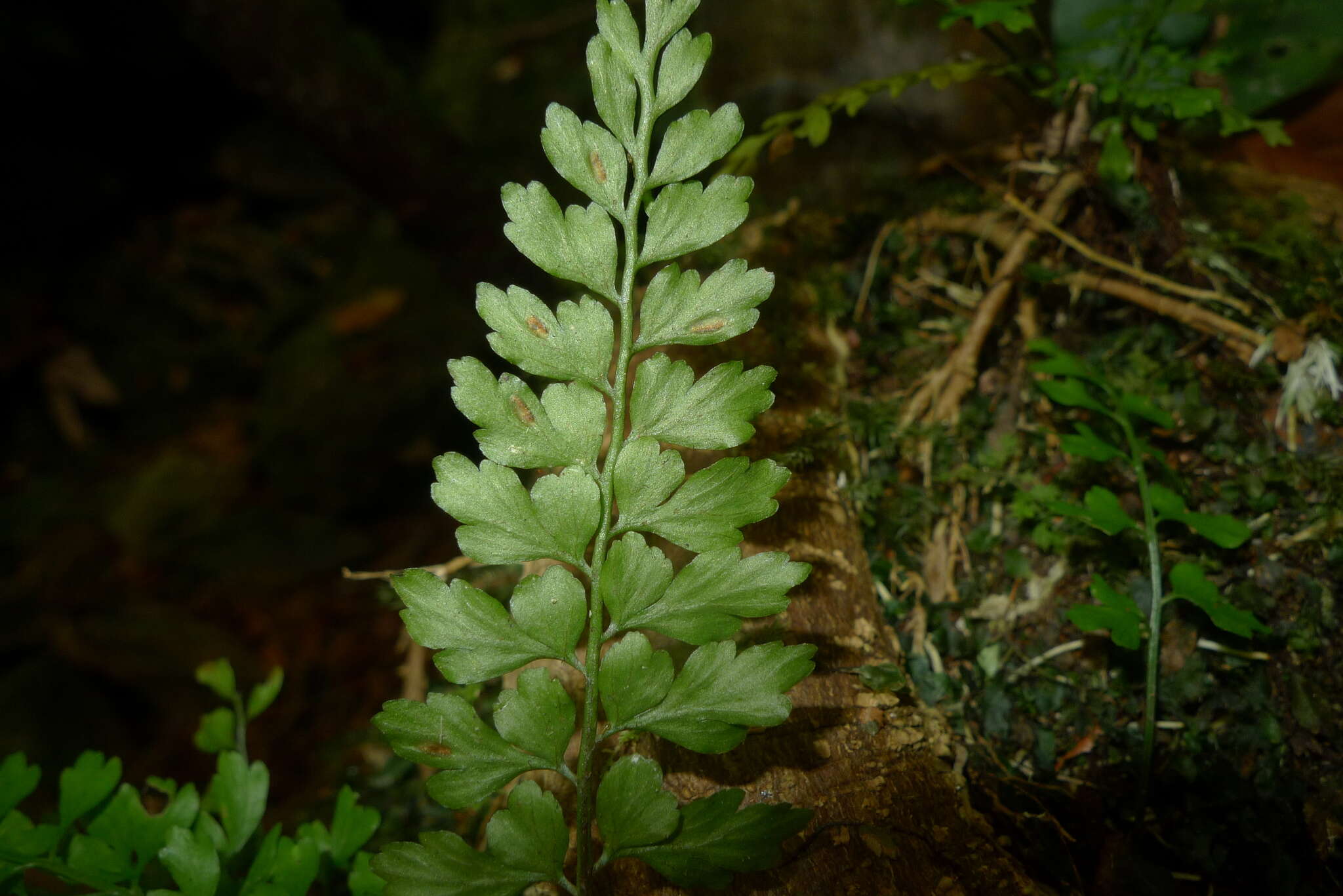 Image of Royal Spleenwort