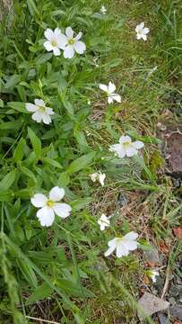 Imagem de Cerastium lithospermifolium Fisch.