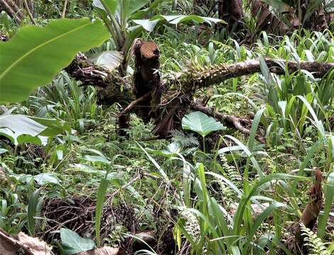 Image of Bulbophyllum comorianum H. Perrier