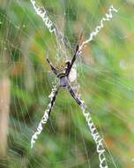 Image of Garden spider