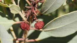 Image of Adams' manzanita