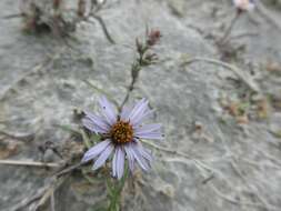 Image of Yukon aster