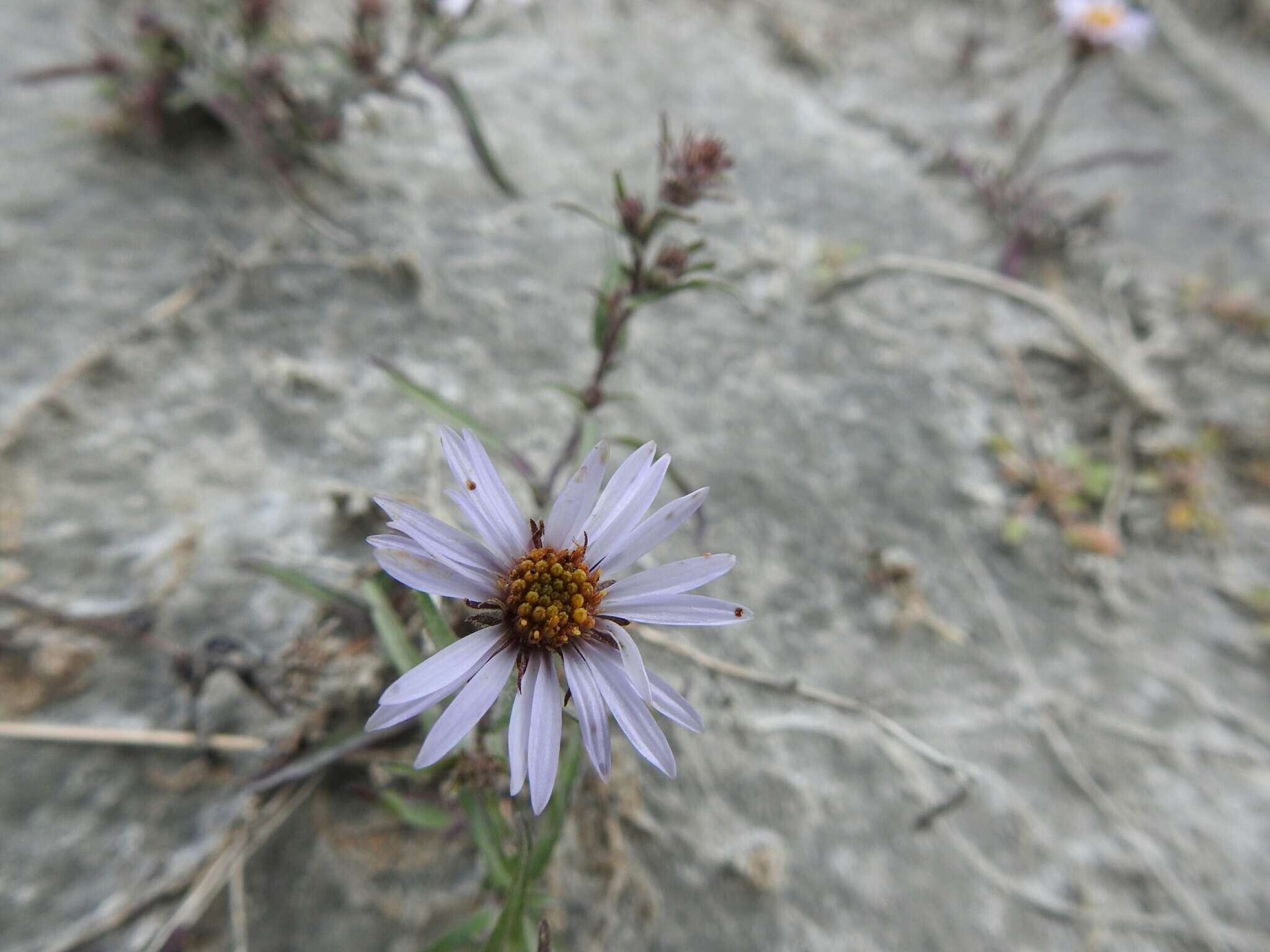 Image of Yukon aster