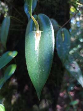 Image of Pleurothallis microcardia Rchb. fil.