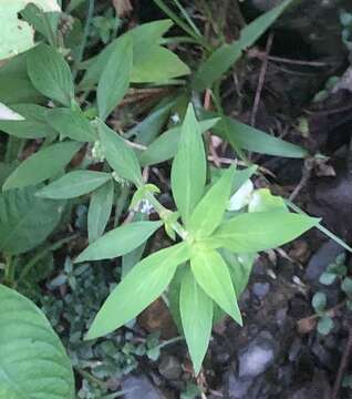 Image of slender buttonweed