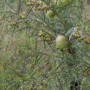 Image of Gomphocarpus kaessneri (N. E. Br.) Goyder & Nicholas