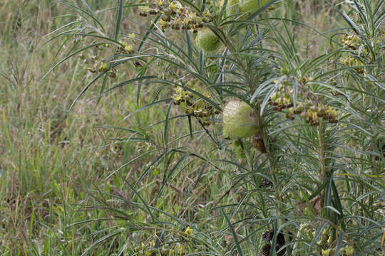 صورة Gomphocarpus kaessneri (N. E. Br.) Goyder & Nicholas