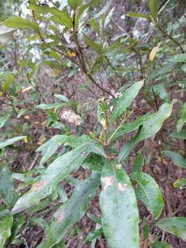 Image of viscid daisybush