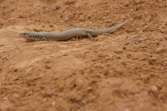 صورة Chalcides polylepis Boulenger 1890