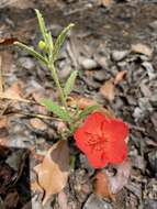 صورة Hibiscus rhodanthus Gürke ex Schinz