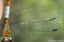 Image of Brachygonia oculata (Brauer 1878)