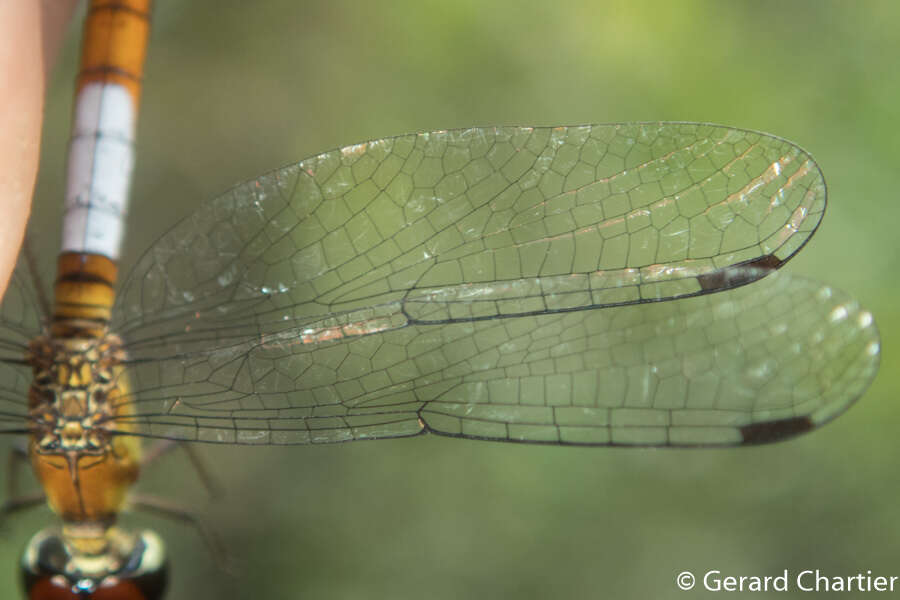 Imagem de Brachygonia oculata (Brauer 1878)