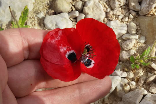 Image of Papaver rhoeas subsp. polytrichum (Boiss. & Kotschy) J. Thiebaut