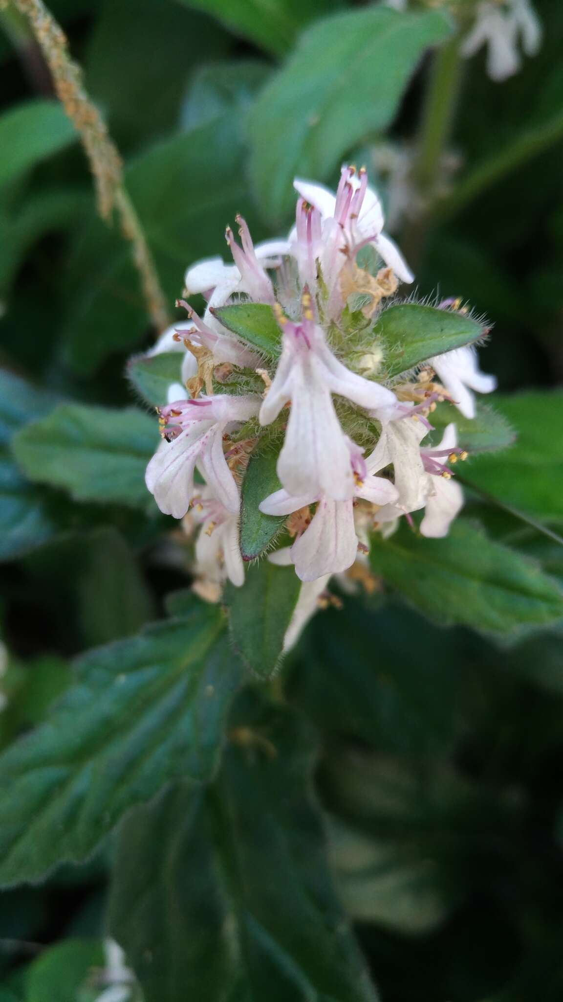 Image of Ajuga nipponensis Makino