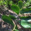 Image de Norantea guianensis var. goyasensis (Cambess.) G. L. Ferreira