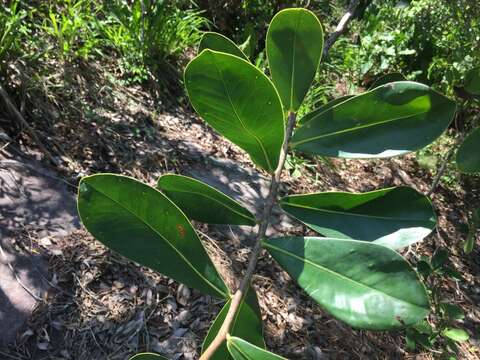 Image of Norantea guianensis var. goyasensis (Cambess.) G. L. Ferreira