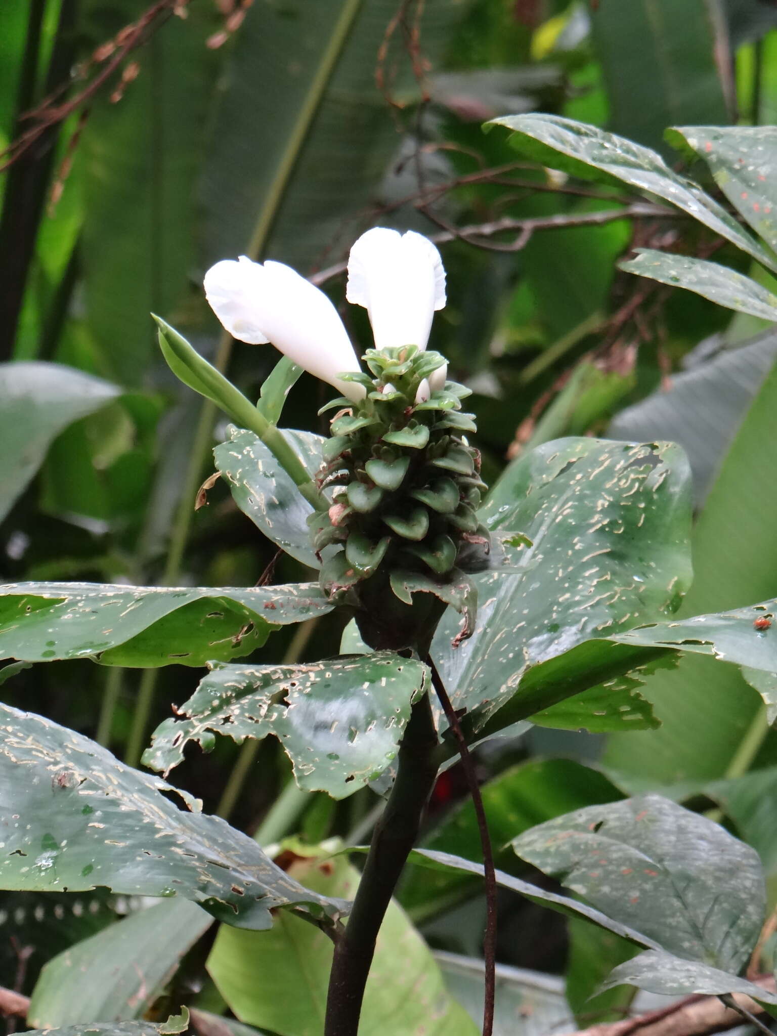 Image of Costus arabicus L.