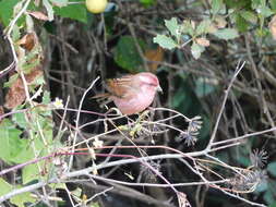 Image of Pink-browed Rosefinch