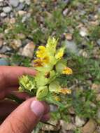 Image of Rhinanthus songaricus (Sterneck) B. Fedtsch.