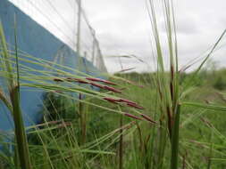 Image of Uruguayan needlegrass