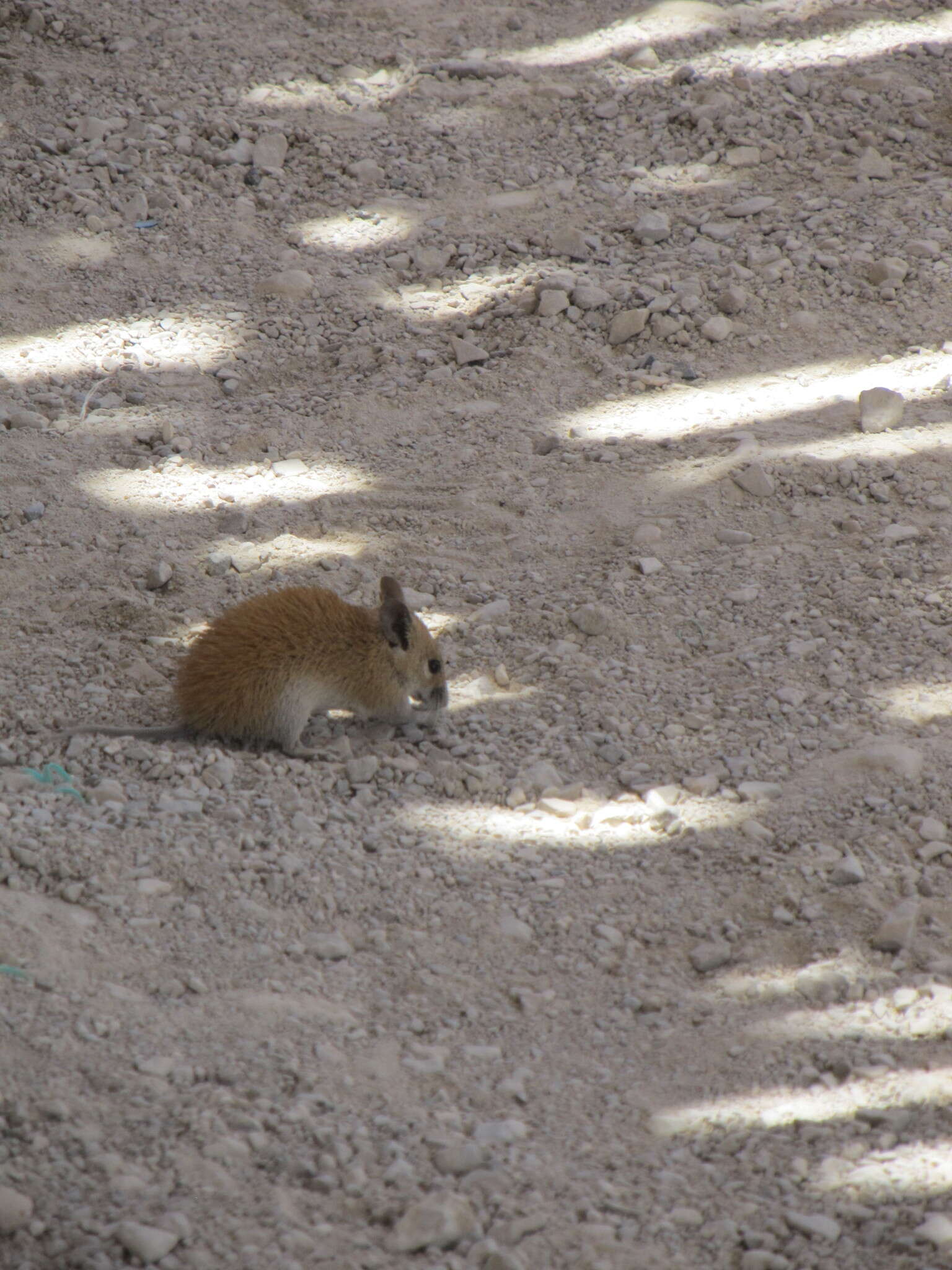 Image of Golden Spiny Mouse