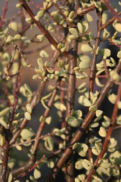 Image of Portulacaria fruticulosa (H. Pearson & Stephens) Bruyns & Klak