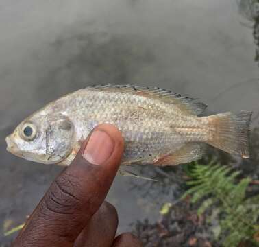 Oreochromis esculentus (Graham 1928) resmi