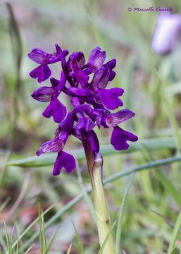 Image of Green-winged Orchid