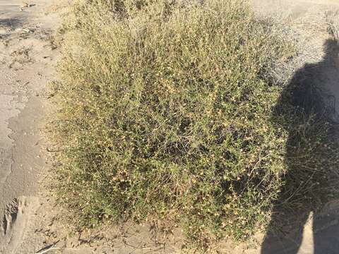 Sivun Encelia frutescens (A. Gray) A. Gray kuva